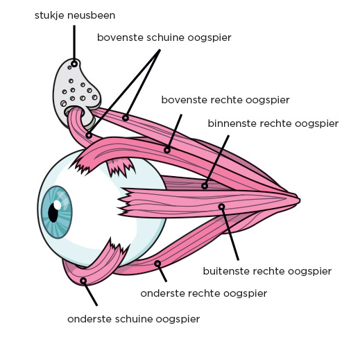 schamatische tekening van het oog met de buitenste oogspieren