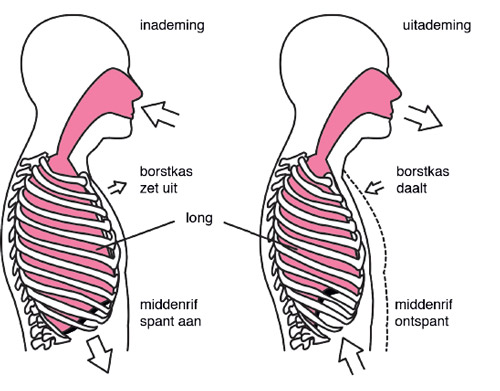 schema buik- en borst ademhaling