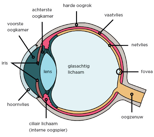 Doorsnede van het menselijk oog